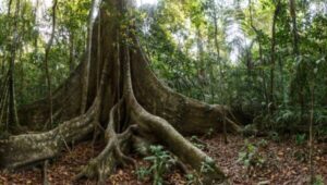 Bagaimana pohon tropis raksasa bertahan ketika air semakin langka