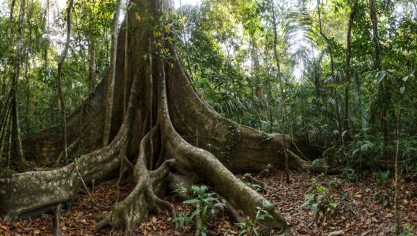 pohon tropis raksasa - ilustrasi berita Bagaimana pohon tropis raksasa bertahan ketika air semakin langka