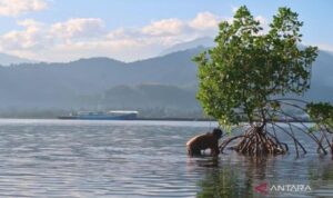 Jumhur Hidayat Dorong ‘Tobat Ekologis’ Nasional Melalui Pemulihan Mangrove