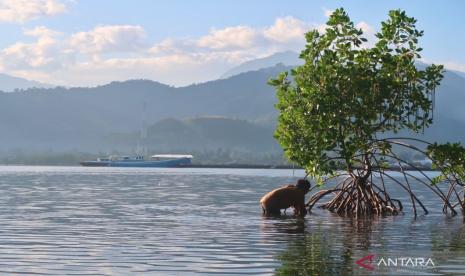 tobat ekologis - ilustrasi berita Jumhur Hidayat Dorong 'Tobat Ekologis' Nasional Melalui Pemulihan Mangrove